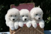 PRECIOUS AND WELL TRAINED SAMOYED PUPPIES