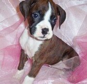Cute and Lovely Boxer puppies for sale.