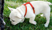 akc registered french bulldog puppies for a home