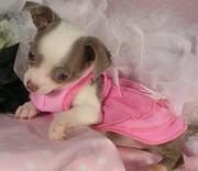 chihuahuas,  KC registered puppies for sale
