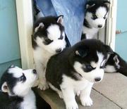 Black and white Siberian Husky puppies for sale